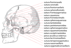 skull, human, head-41559.jpg